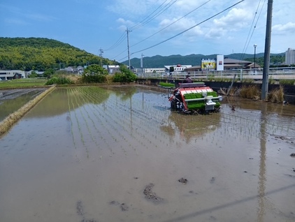 田植え
