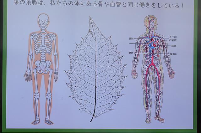 各務野科学ラボ「科学的な植物画を書いてみよう」の写真