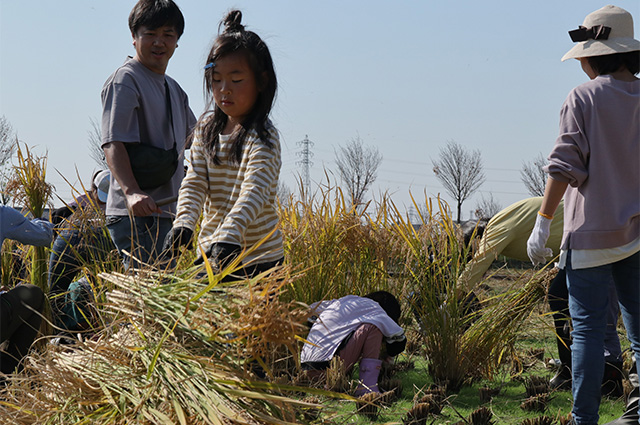 稲作体験「稲刈り」の写真
