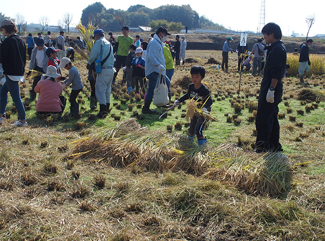 稲作体験「稲刈り」の写真