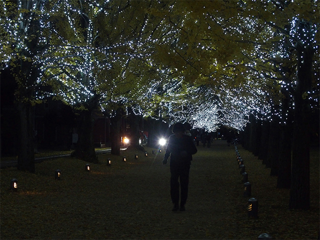 学びの森イルミネーションの写真