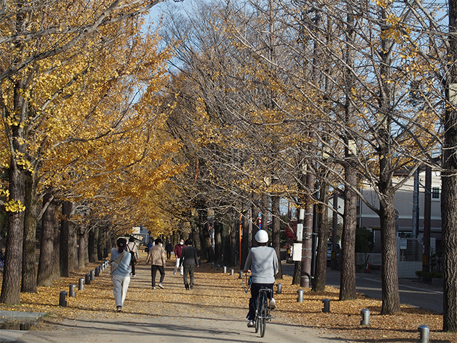 学びの森イルミネーションの写真