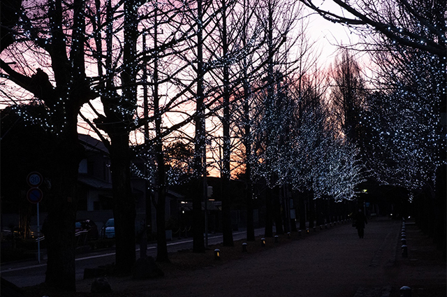 学びの森イルミネーションの写真