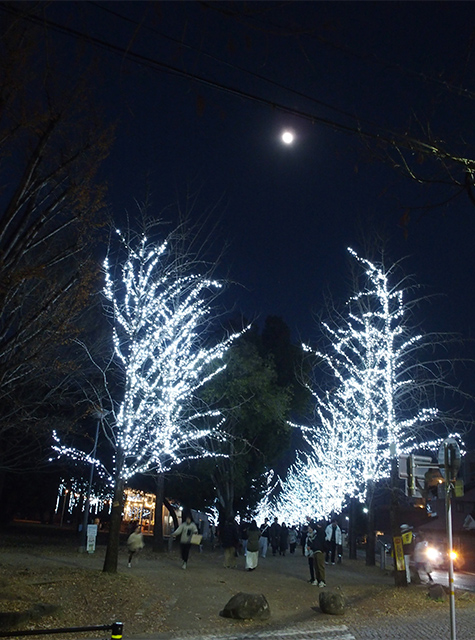 学びの森イルミネーションの写真