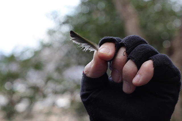 バードコールを作って、伊木山で野鳥と会話してみようの写真