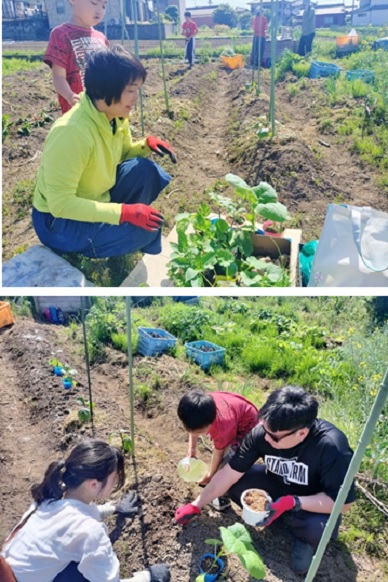 夏野菜の植え付けのようす