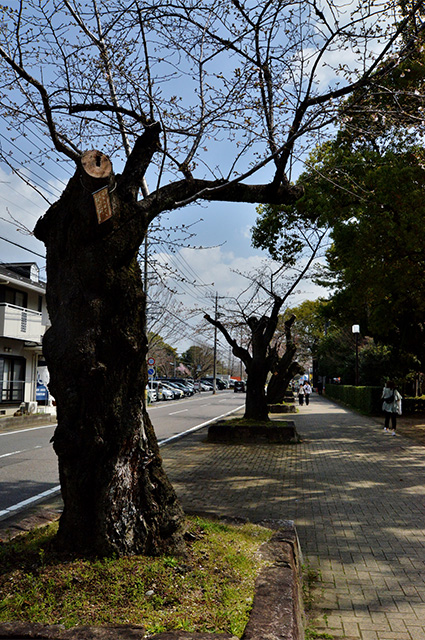 第48回各務原市桜まつりの写真