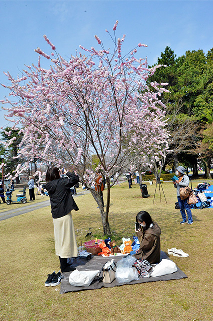 第48回各務原市桜まつりの写真