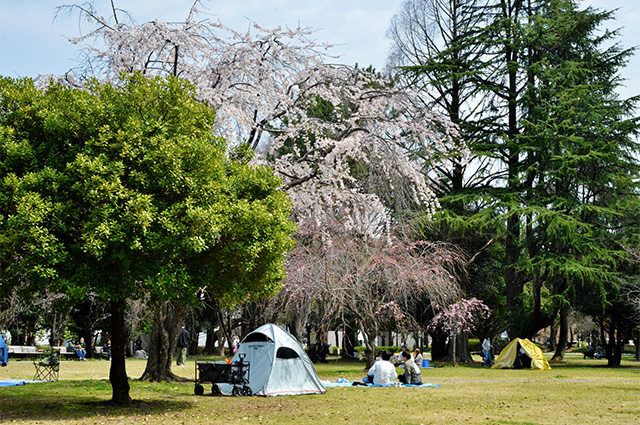 第48回各務原市桜まつりの写真