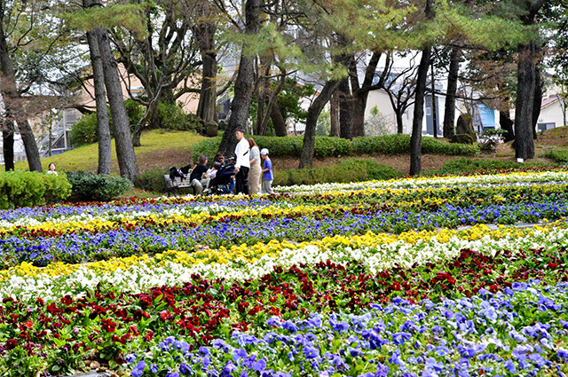 第48回各務原市桜まつりの写真