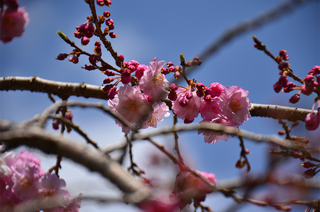 第48回各務原市桜まつりの写真