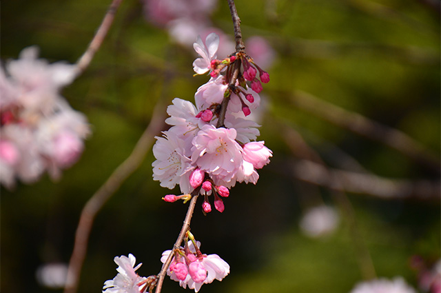 第48回各務原市桜まつりの写真