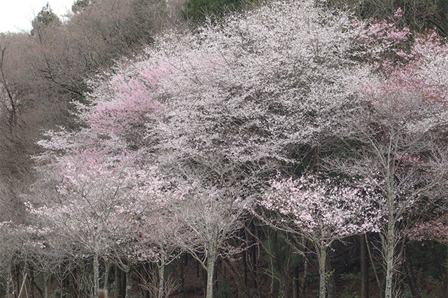 春の各務野自然遺産の森の写真