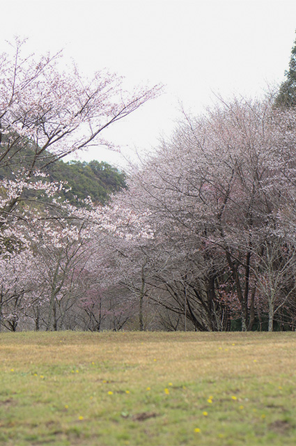 春の各務野自然遺産の森の写真