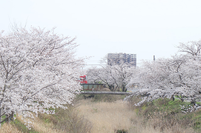 大安寺川沿いの桜並木の写真