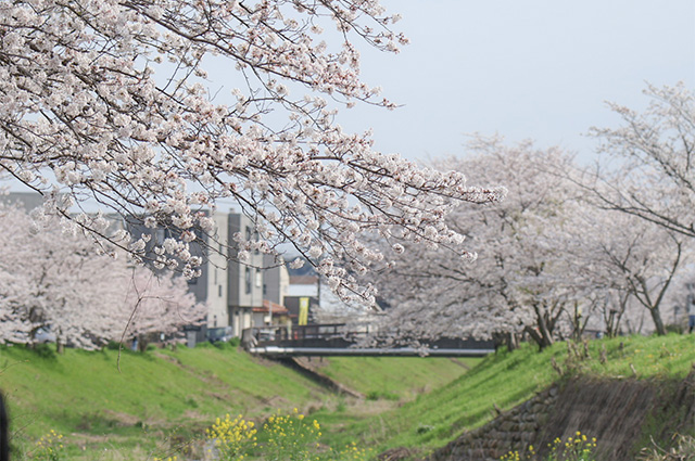 大安寺川沿いの桜並木の写真