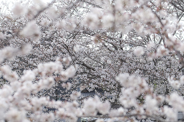 大安寺川沿いの桜並木の写真