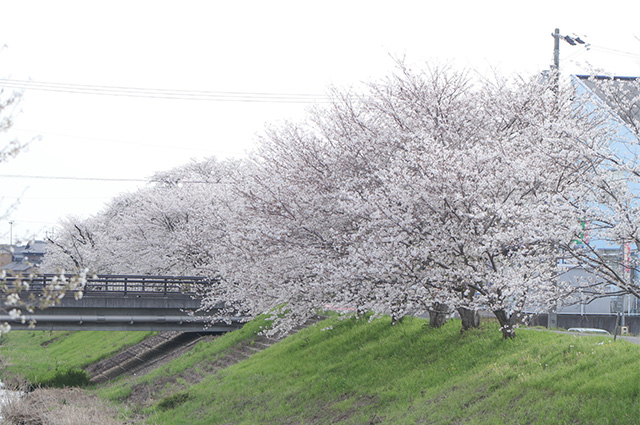 大安寺川沿いの桜並木の写真