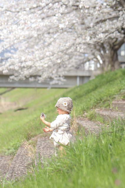 大安寺川沿いの桜並木の写真