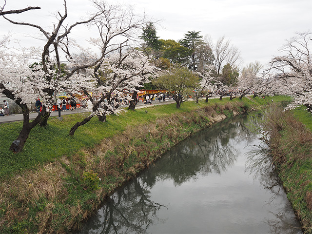 第48回各務原市桜まつりの写真