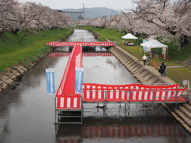 第48回各務原市桜まつりの写真