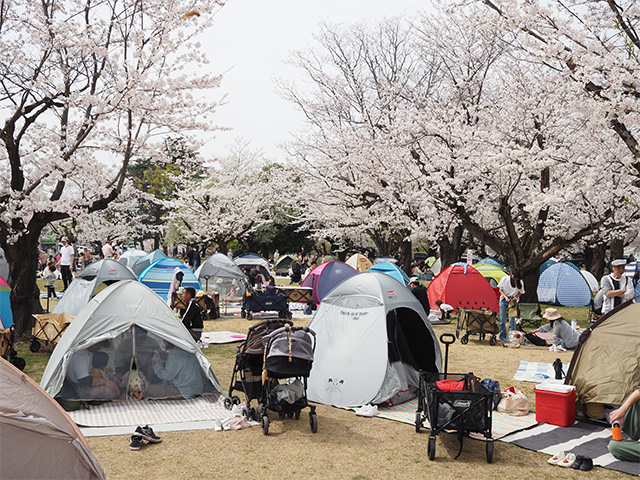 第48回各務原市桜まつりの写真