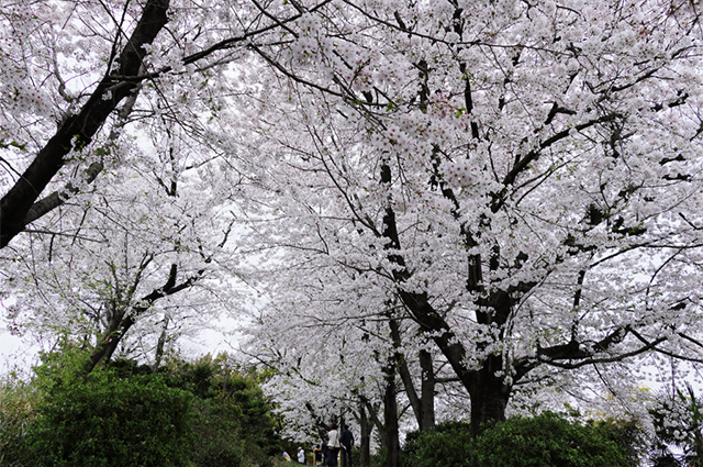 桜の情景：野口公園の写真