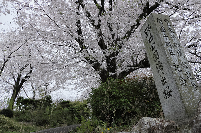 桜の情景：野口公園の写真