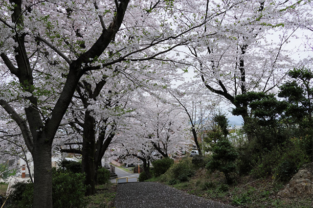 桜の情景：野口公園の写真