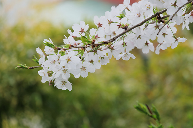 桜の情景：野口公園の写真