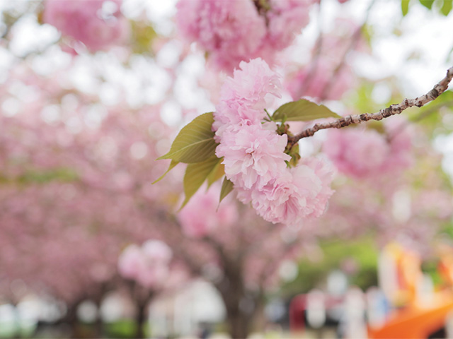 新栄公園の桜の写真