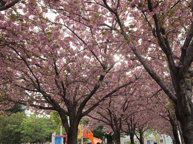 新栄公園の桜の写真