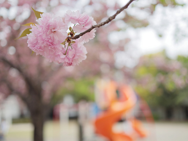 新栄公園の桜の写真