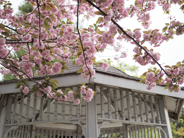 新栄公園の桜の写真