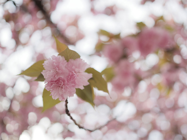 新栄公園の桜の写真