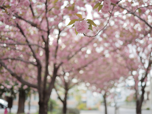 新栄公園の桜の写真