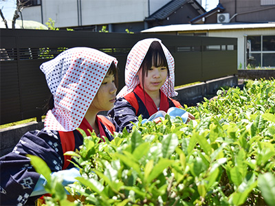 茶娘が茶摘みをしている写真