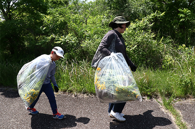 親子環境学習「オオキンケイギクの抜き取りと染物体験」の写真
