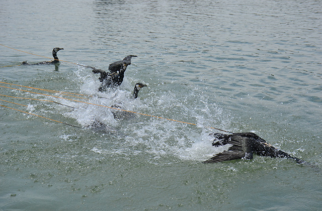 木曽川鵜飼開きの写真