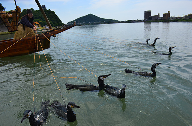 木曽川鵜飼開きの写真