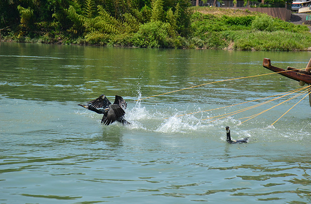 木曽川鵜飼開きの写真