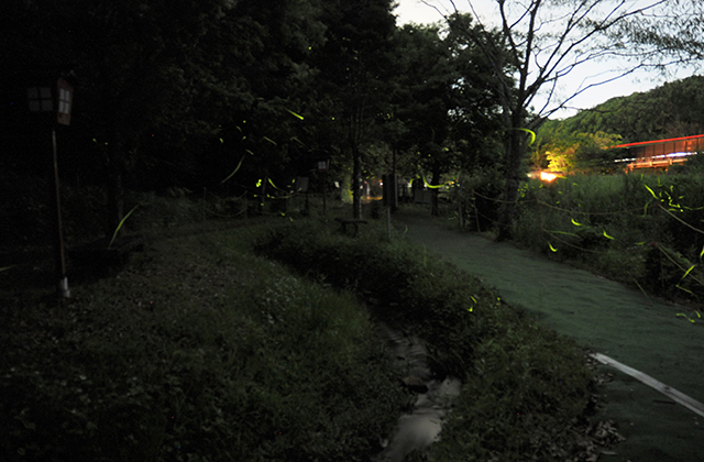 大安寺川のホタルの写真