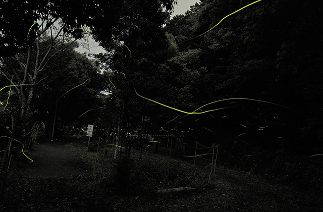 大安寺川のホタルの写真