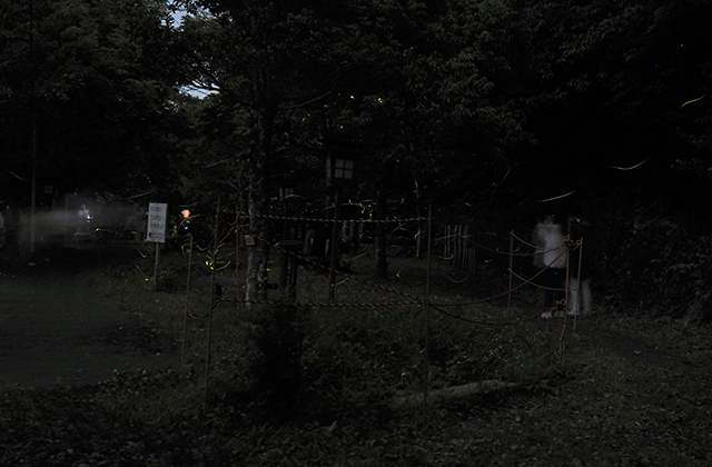 大安寺川のホタルの写真