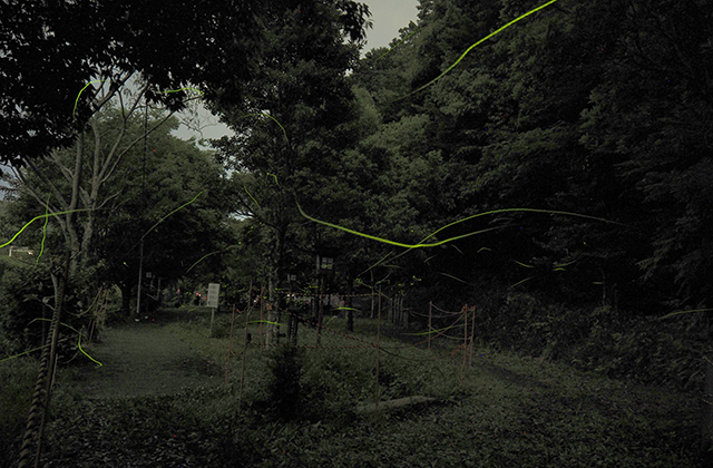 大安寺川のホタルの写真