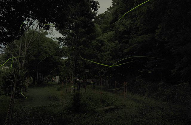 大安寺川のホタルの写真