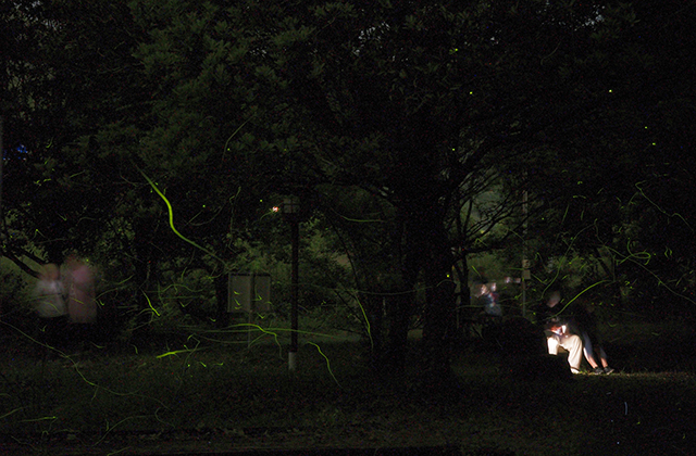 大安寺川のホタルの写真