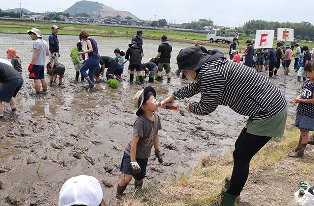 稲作体験「田植え体験」の写真