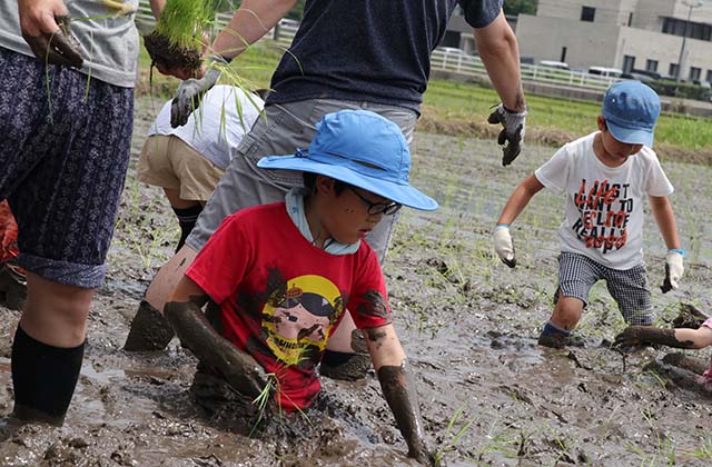 稲作体験「田植え体験」の写真