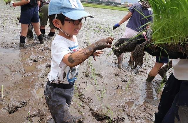 稲作体験「田植え体験」の写真